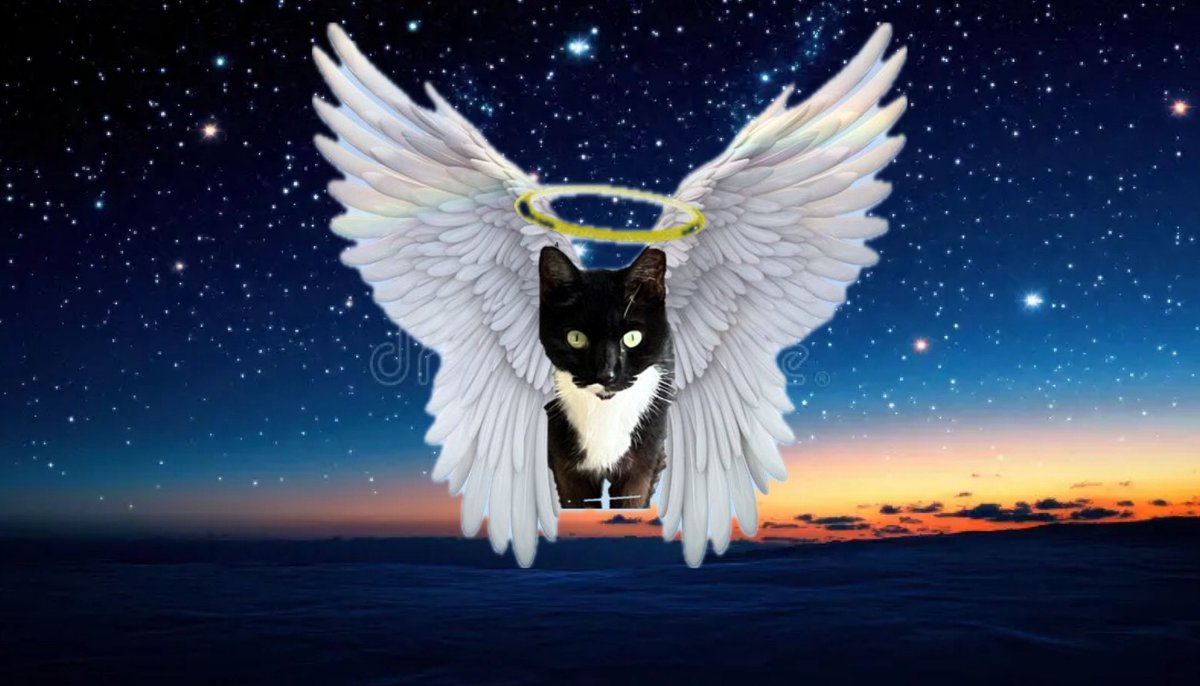 <a href="/The_Gabby_Dog/">The Gabby Dog</a> <a href="/ililita/">Georgi the cat and Mommy</a> <a href="/SuzyYoung24/">Oreo🐾SuzyMum🤦🏼‍♀️&🌈😇😇Buddy&Rocky🌈😪💔</a> <a href="/PugnatiousG/">Angel Pugnatious Gibbons 🌈</a> <a href="/sugar88111/">Carrot .. w/Grammie 2 Thumbs</a> <a href="/JLHerms/">Julie 💙 🐸</a> <a href="/karolinde73/">Mad Kipnado the Strange friends 🌈, always ♥</a> <a href="/VitCza/">Rocky 😸Tabitha 😽Bernee🐻🌈Vitcza🌈Barney</a> Skittles: Misty appears in the night sky to meow her thanks to everyone who came out to help her cross the rainbow bridge. ✈️💖🌈🌌
#TheAviators