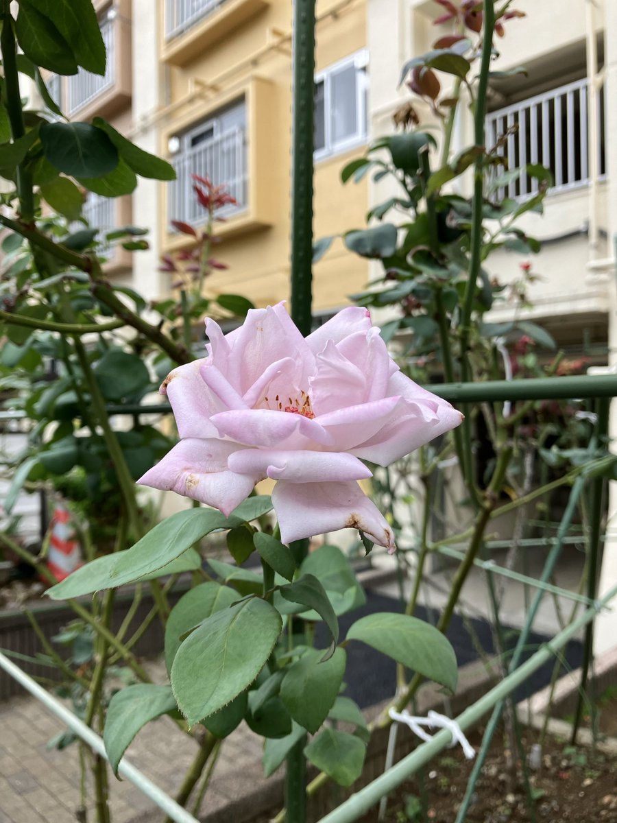 fnh◡̈ Ninja x adidas ZX Torsion “Time In” Release Date | Nice Kicks