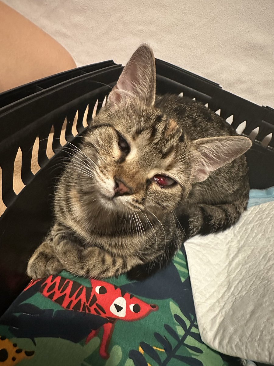 minakoldas's tweet photo. Yakın zamanda kurtardığımız Luna, maalesef bugün iki gözünden de ameliyat oldu. Sağ gözünün alt kısmındaki içe dönük bölge kesilmek zorunda kaldı, sol gözüne ise üçüncü göz kapağı açıldı. Ameliyat ani gelişti ve toplam 14.000 TL tuttu. Hazırlıksız yakalandığım için ilk kez destek istemek zorunda kaldım. Her türlü desteğiyle yanımızda olan herkese şimdiden teşekkür ederim.