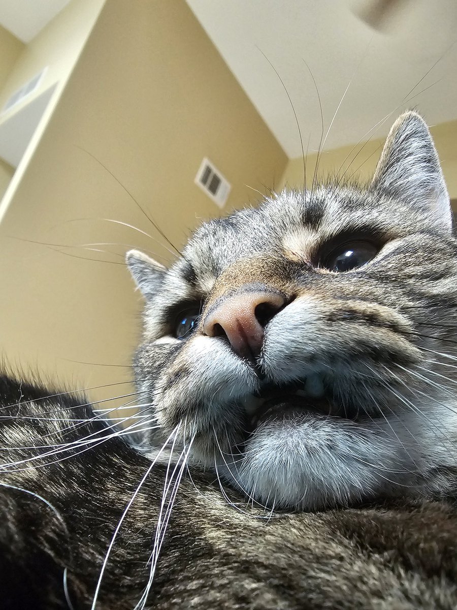 Ringo🌈, Neeko, Aether, Daxter, Sea Bass tweet media