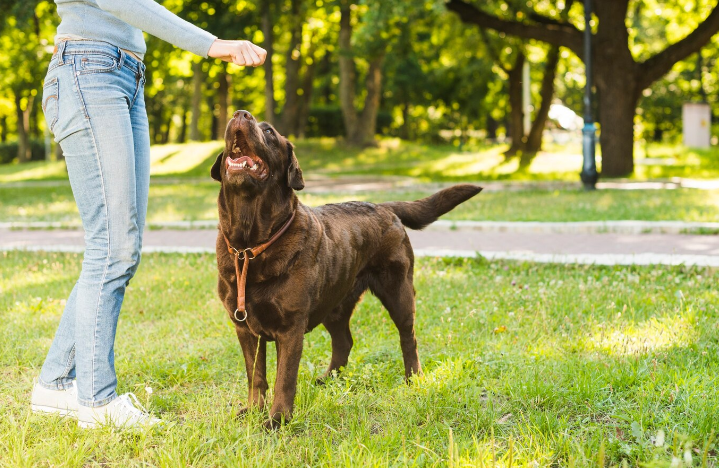 🐾 El TJUE ha determinado que los animales de compañía pueden ser considerados equipaje en el transporte aéreo. Esto implica que la responsabilidad del transportista se rige por las mismas normas que el equipaje. ... tlbgo.com/s/v8se5m2lnf