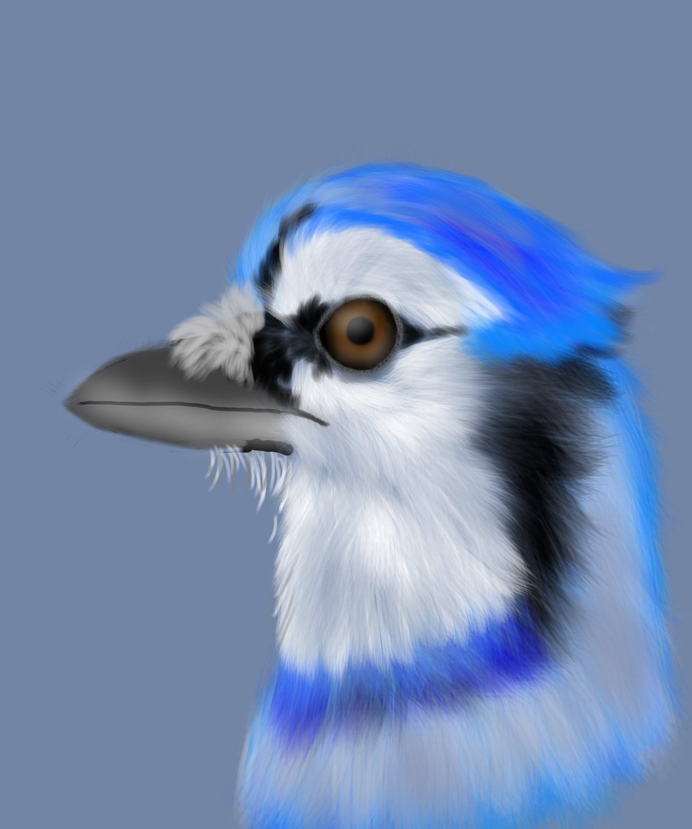 A bluejay drawing of mine