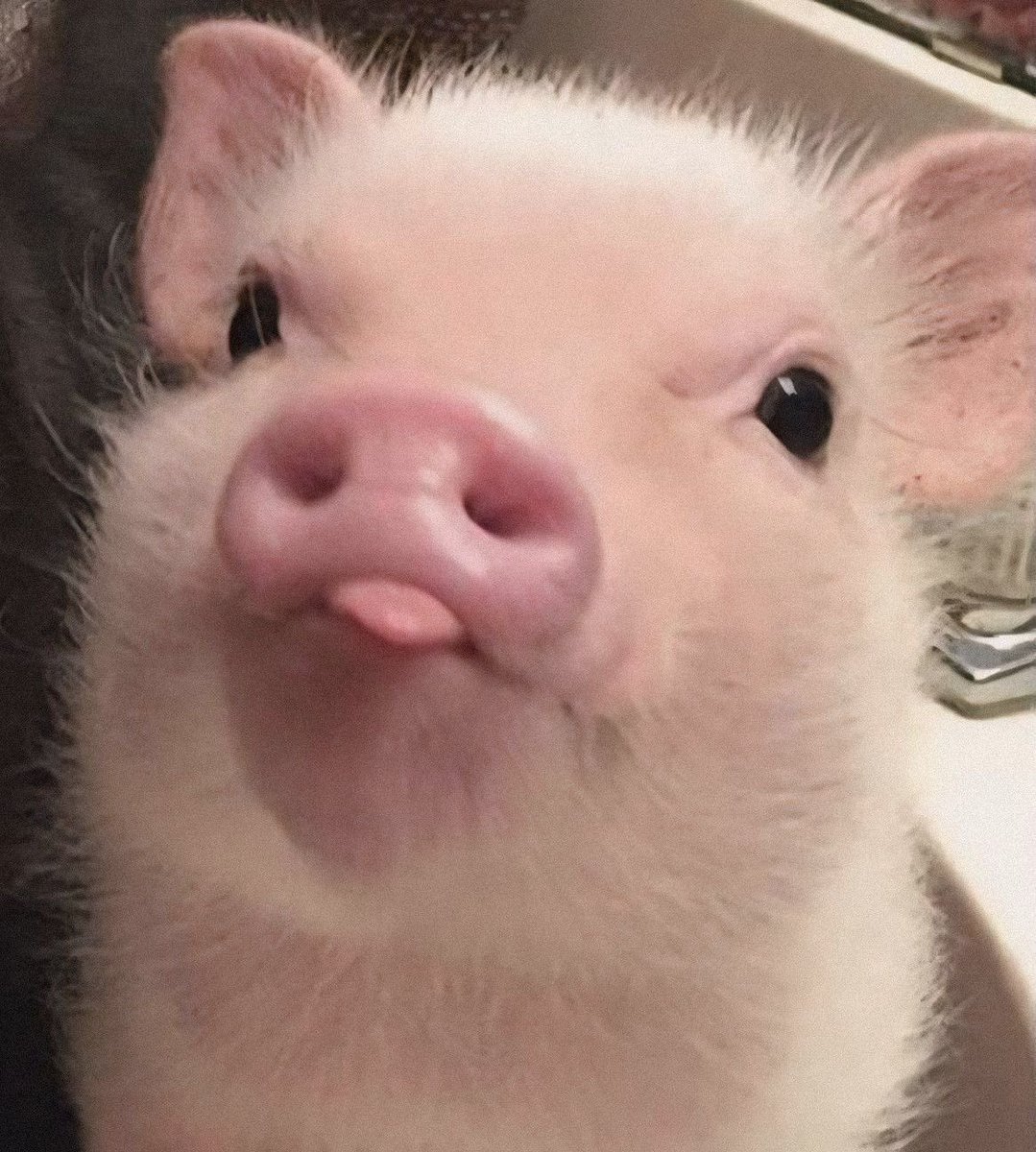 luckylurkyluke's tweet image. Blink twice if you are the World's First Memecoin and are larping at around 600k mcap.
Stay strong, precious #lolcoin, help is on the way!
You will feel waay more comfy at 1.01bn, I can promise you that.
And those who smirk at you right now, will stand in line just to buy a tiny…