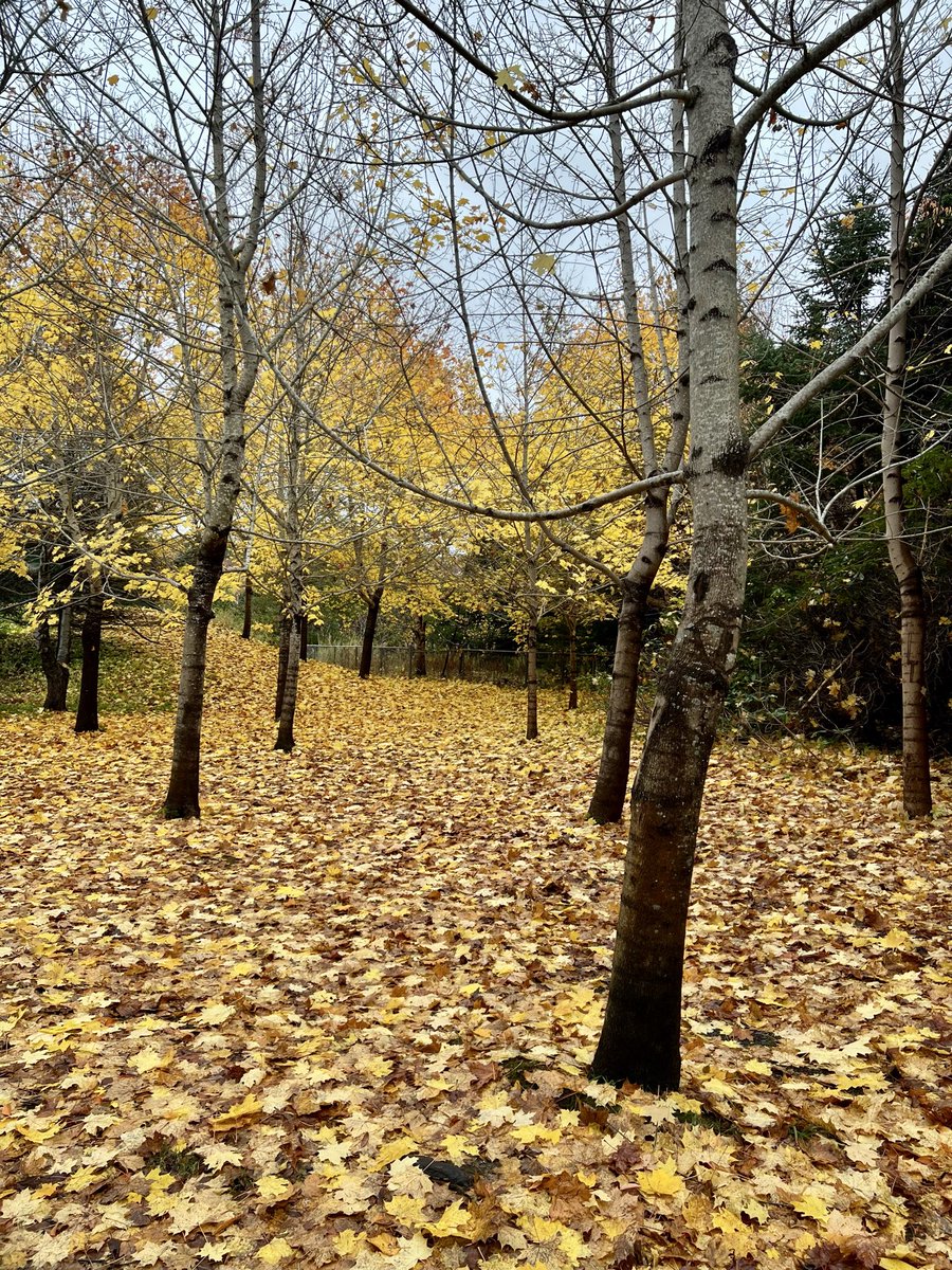 kevinjguest's tweet image. Bowring Park! @BowringPark #fall