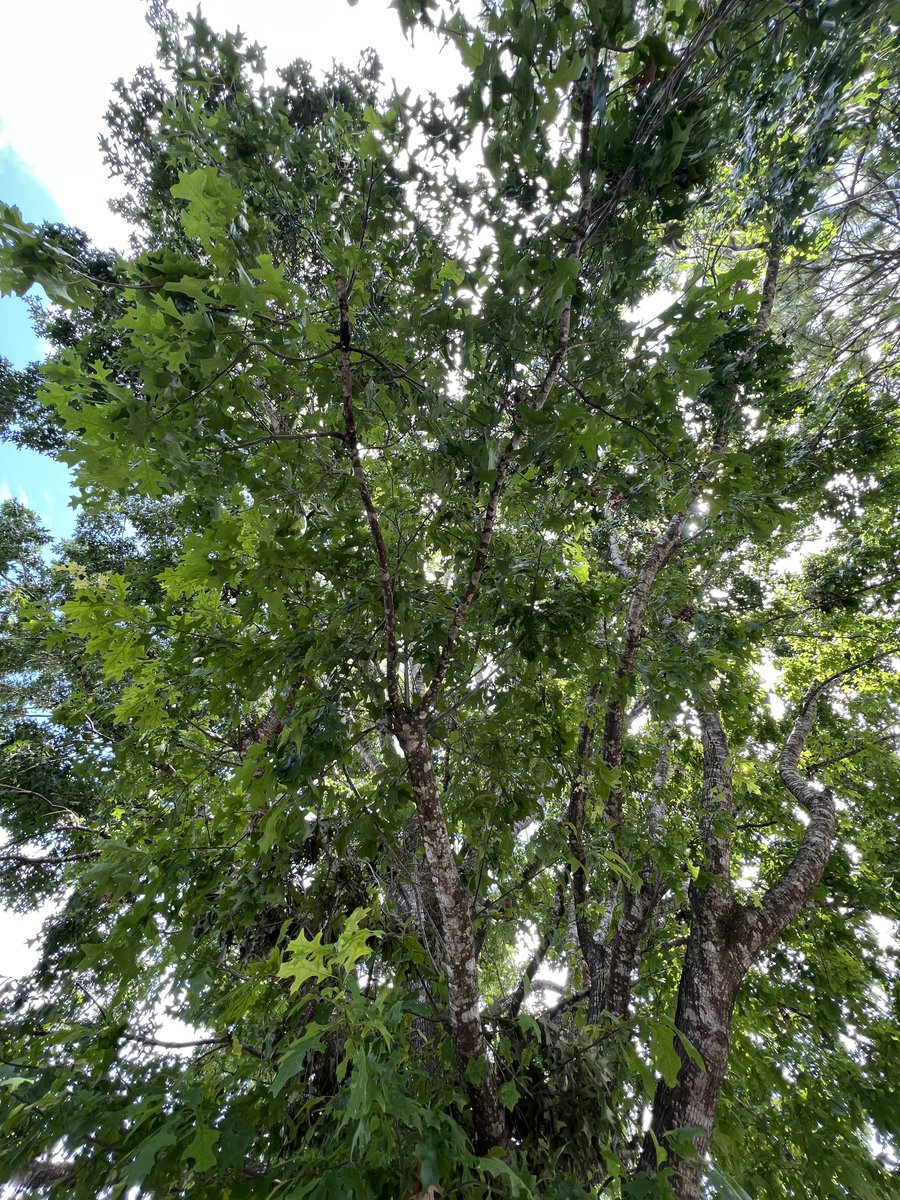 pamiejaige's tweet image. constant companions was released one year ago today!!

time flies, doesn&apos;t it? i can&apos;t believe it&apos;s already been a year...

here&apos;s to many more, with you by my side.
❤️💚