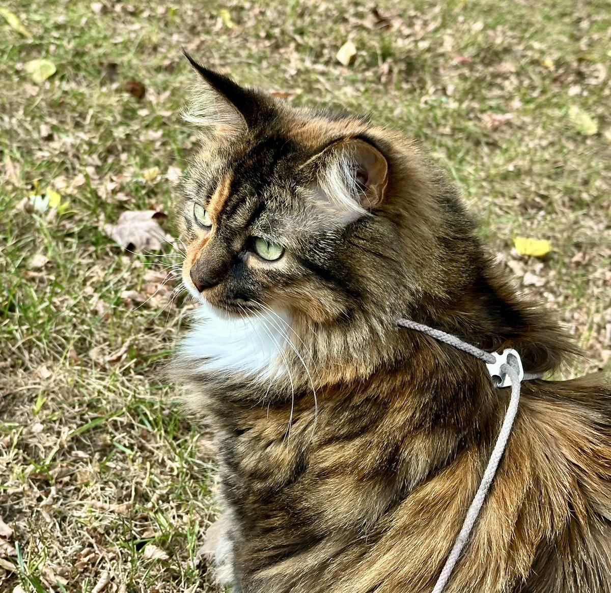 Cold today but got outside! 😺
