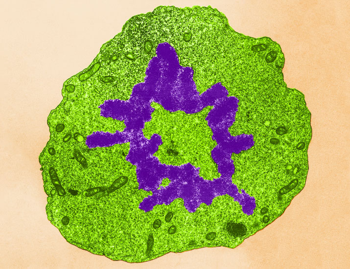 Scientists have uncovered a molecular player that supports V(D)J recombination, a critical genetic rearrangement process that facilitates the diversity of antibodies and antigen receptors in the immune system. @SciSignal scim.ag/47pYAHS