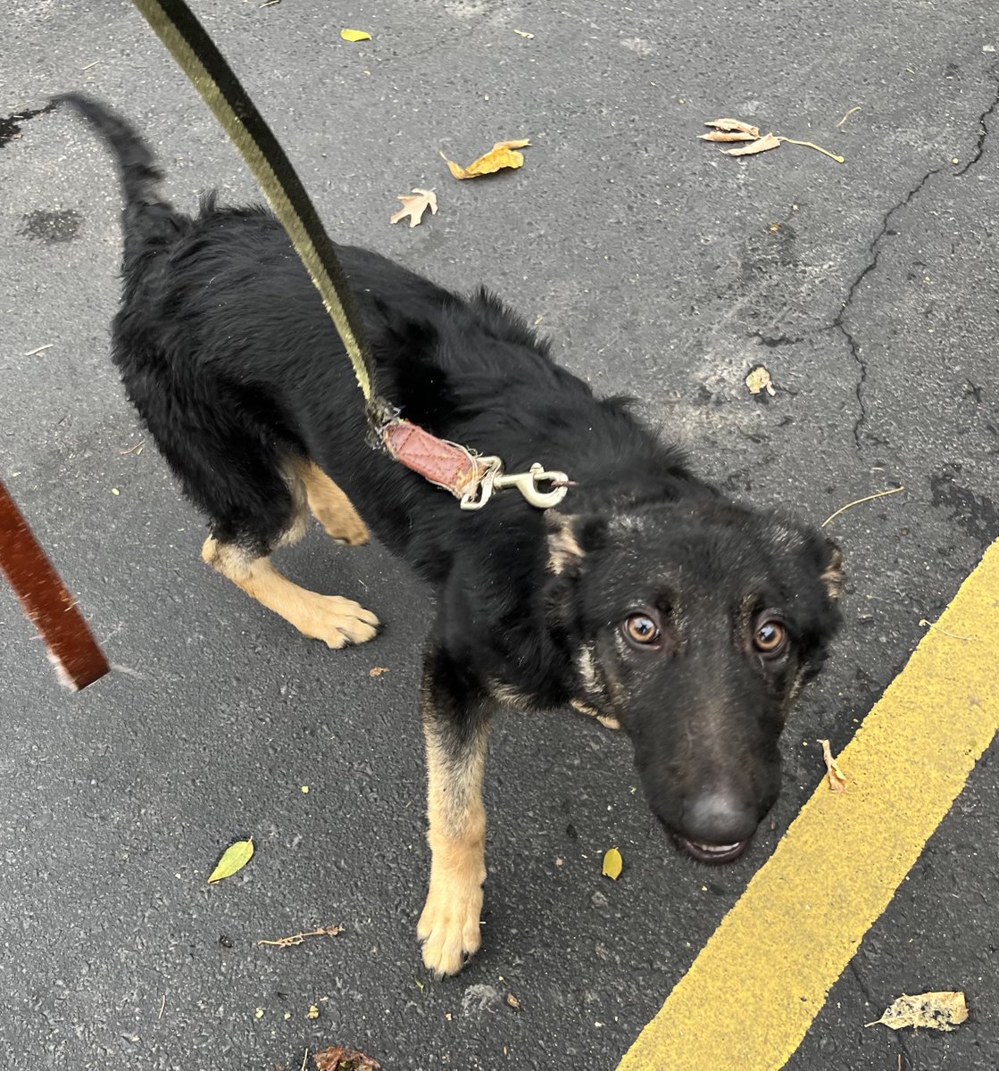 This pup was found on Thursday in the 6600 block of Cahill and turned over to the Police today after its owner couldn’t be located. It is now at the South St Paul Animal Hospital.