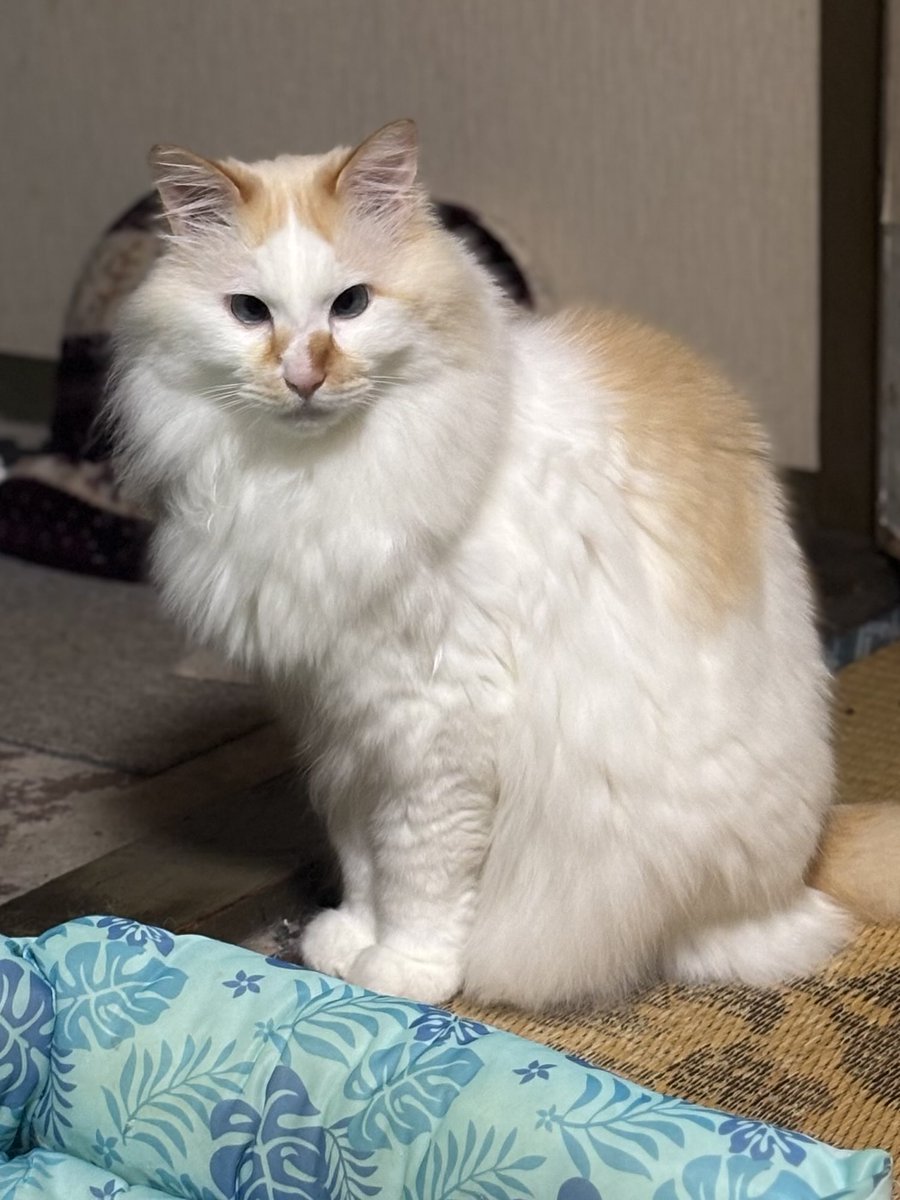 I wanted to play in the middle of the night, so I bit my human's leg.