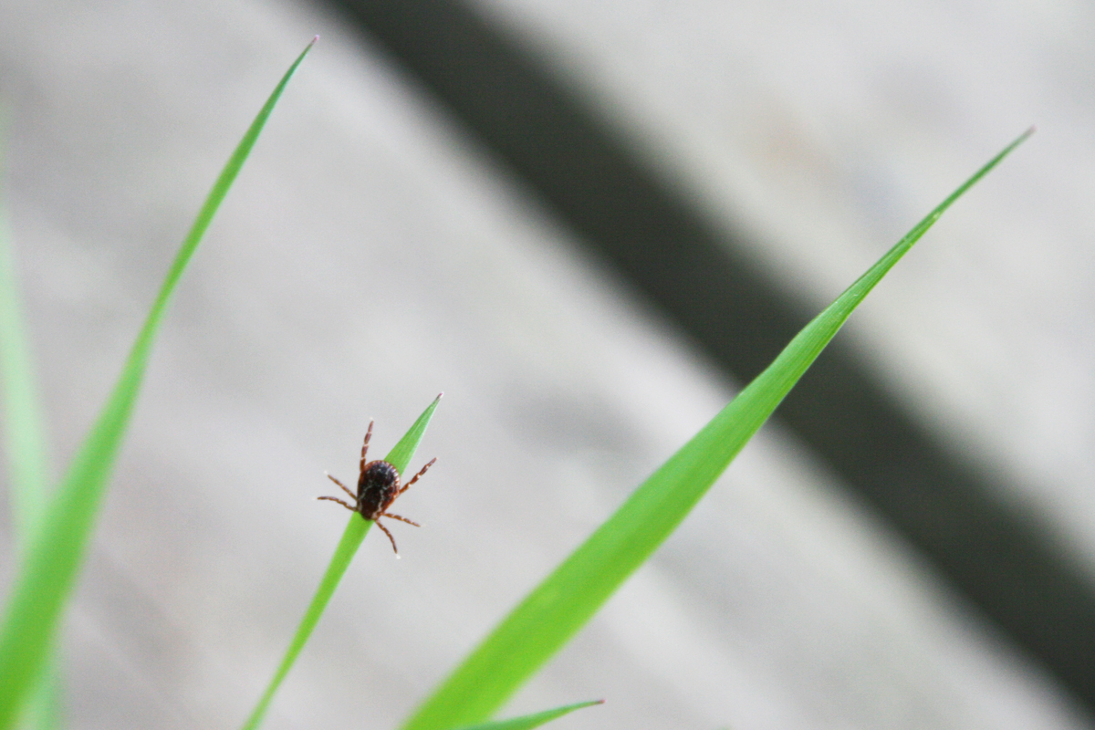 SilverBirchPres's tweet photo. "To a Tick," poem by Dan Gerber (BUGS &amp; INSECTS Series): https://t.co/gMZreuzQZo
#poetry #CaliforniaPoets #poems #arachnids #poets #ticks https://t.co/l6kQCo53cO