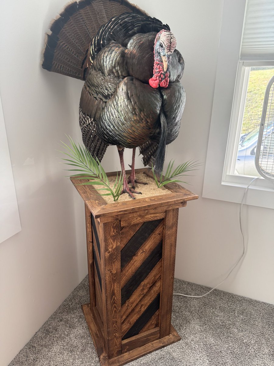 NicholsBases's tweet photo. Custom chevron pedestal built for this bird. https://t.co/3afxwyFkPQ
