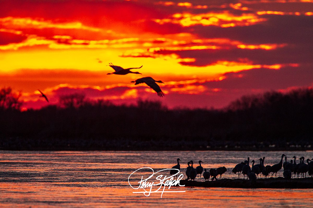 perryralph's tweet image. QP Bird Silhouette #BirdPhotography
“Sandhill Cranes at Sunset”
The sandhill crane migration stops in Nebraska and the Platte River #Sunset #SandhillCrane #PlatteRiver