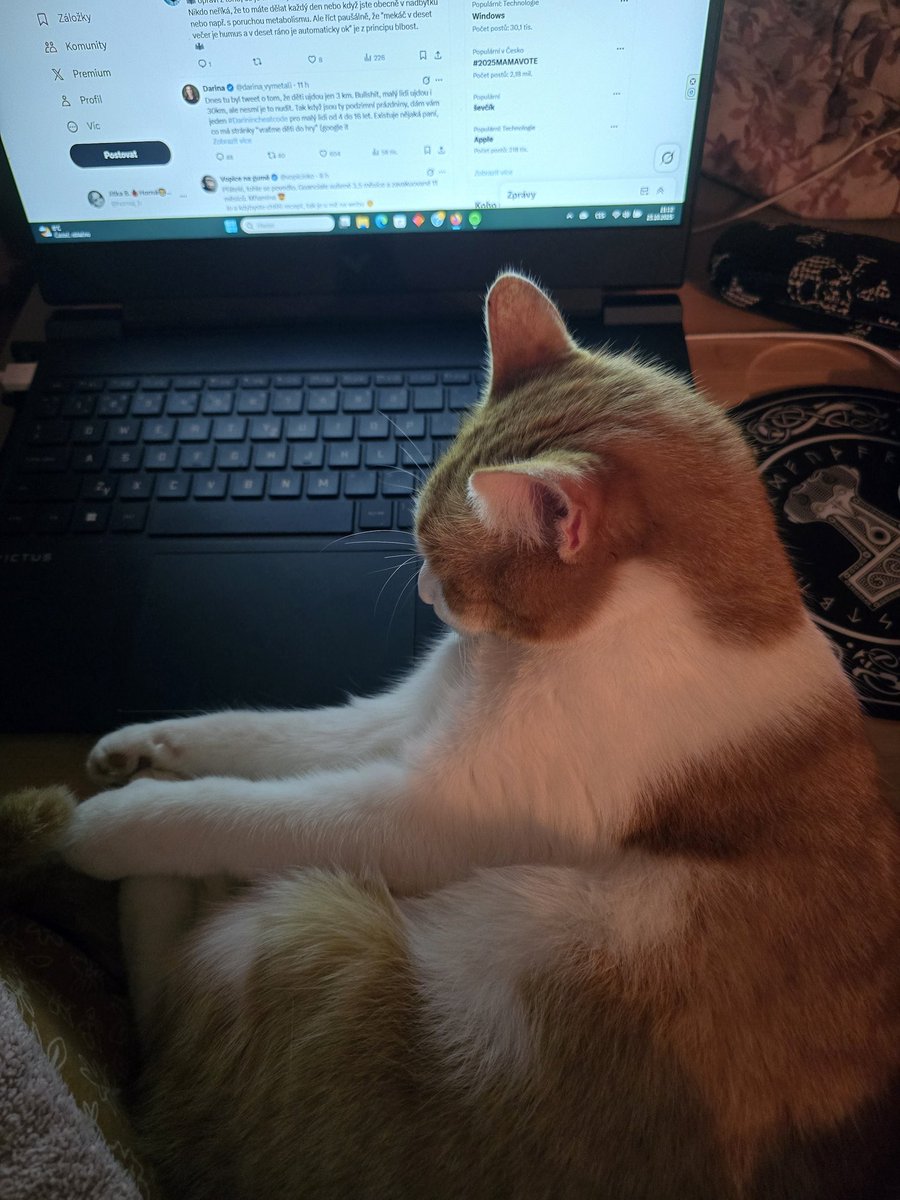 hornaj_b's tweet photo. K brouzdání po twitteru prý potrebuju dozor, abych úplně nezabloudila 😹
#Minimee https://t.co/SBgI8tjqcP