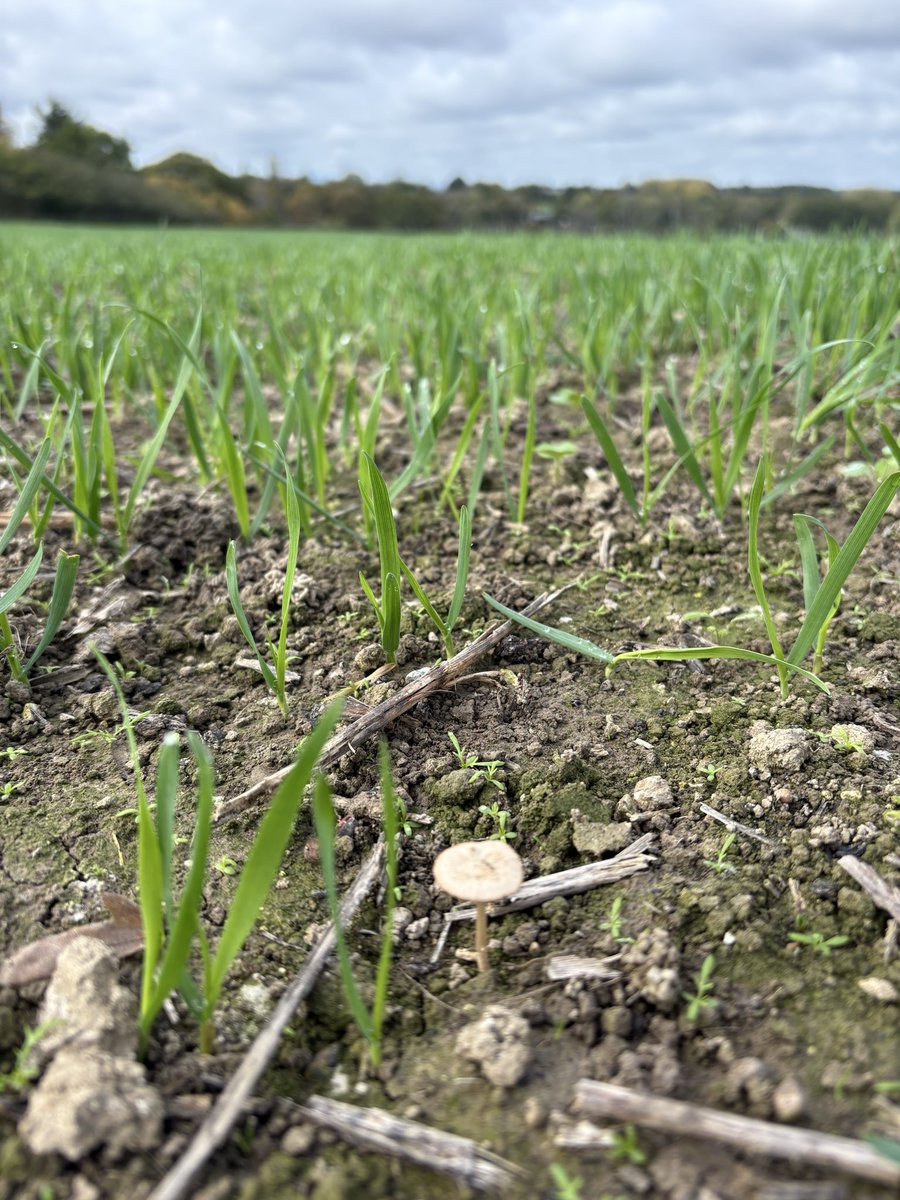 Hello there! Some field caps munching down some compost spread earlier this autumn. Nice to know the soil is a safe haven to do what they do best and be able to sporulate too! #Farming #FungiFarming #RegenerativeAgriculture #FungiFriends