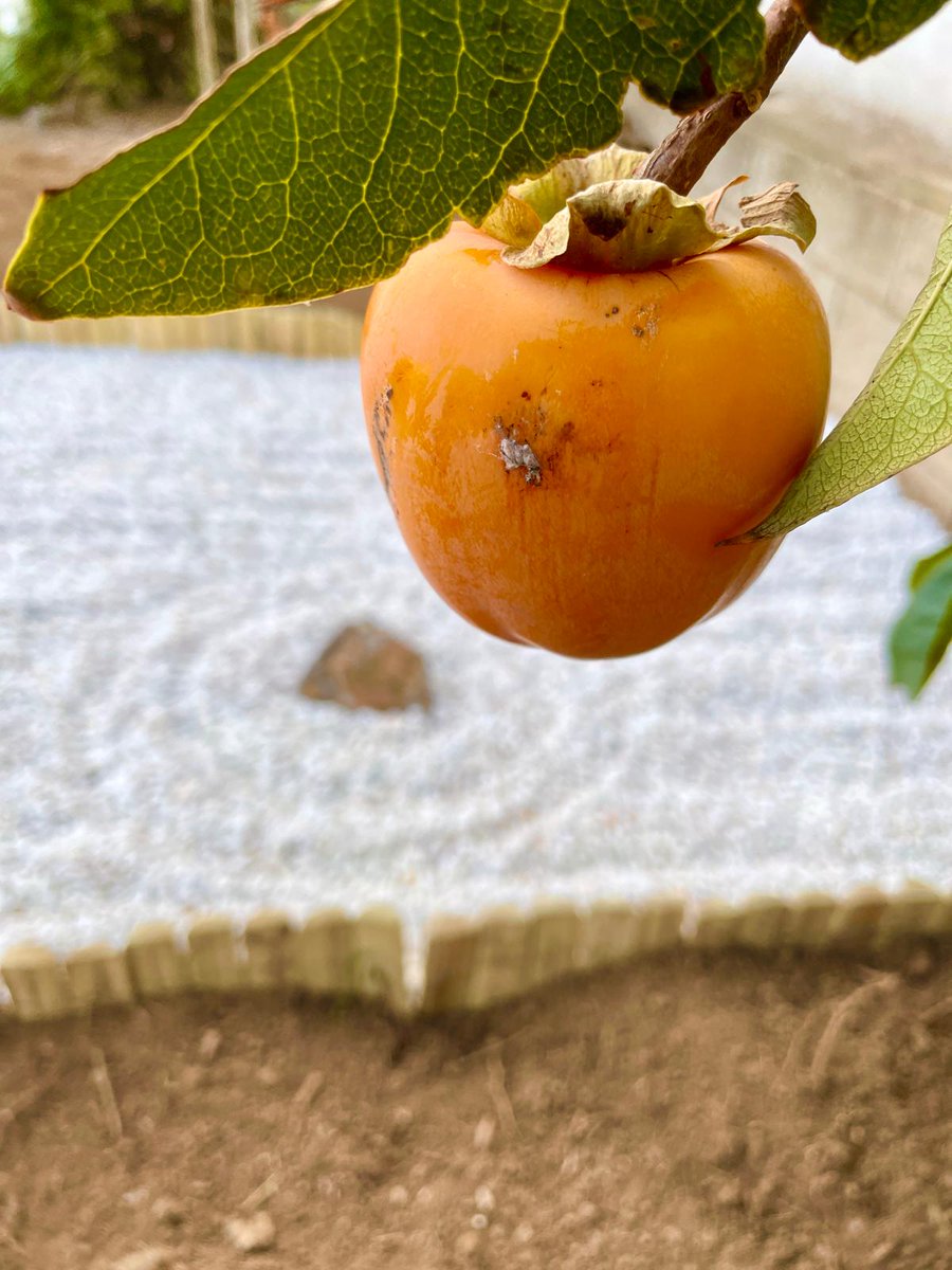 Per aquesta senda
no hi ha caminants; només
vespreja la tardor.
— Matsuo Basho

Kono michi ya
yuku hito nashi ni
aki no kure
— Matsuo Basho