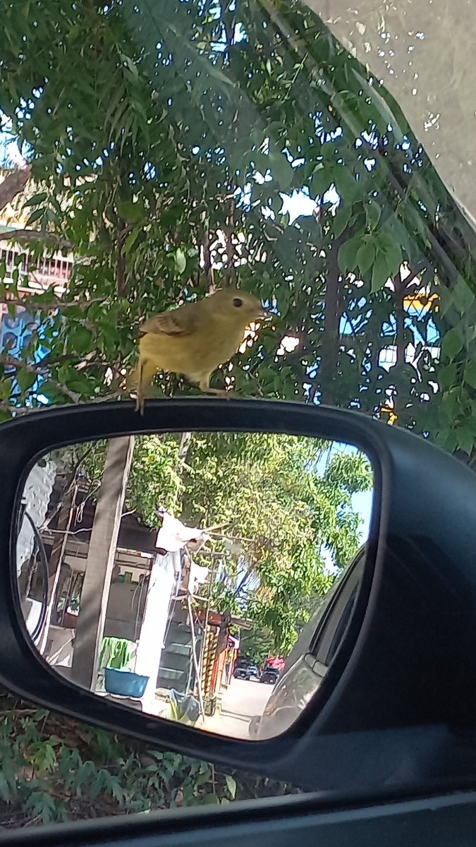 leoncerino's tweet photo. Gracias por venirme a saludar, antes de salir a la calle. Feliz 🫶🐦‍⬛espero verte pronto!!! https://t.co/cSxic0wMWf