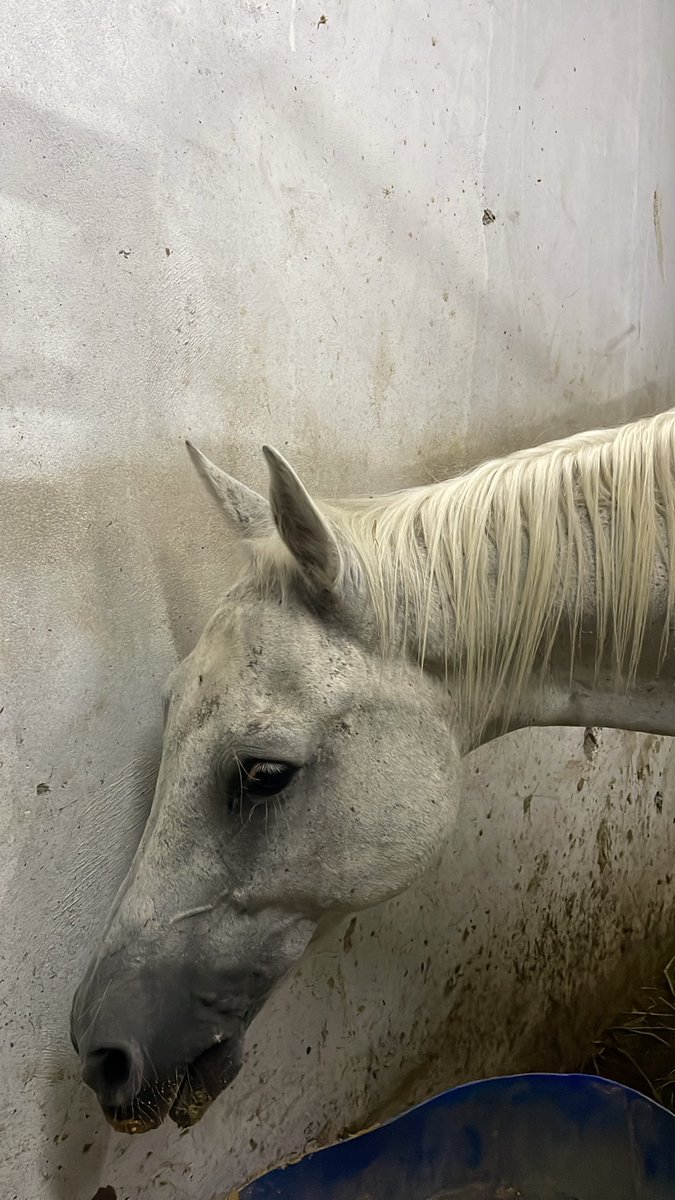 نُجُم و شهـُب 🤍🐎.