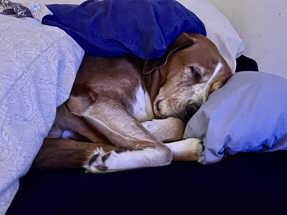 JasonYasonPBPN's tweet image. I put pillows on him now he’s down for the count 😂 #Reggie
