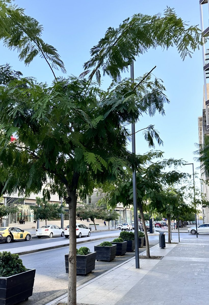 Farhan Albadri | فرحان البدري (@farhanalbadri) on Twitter photo 