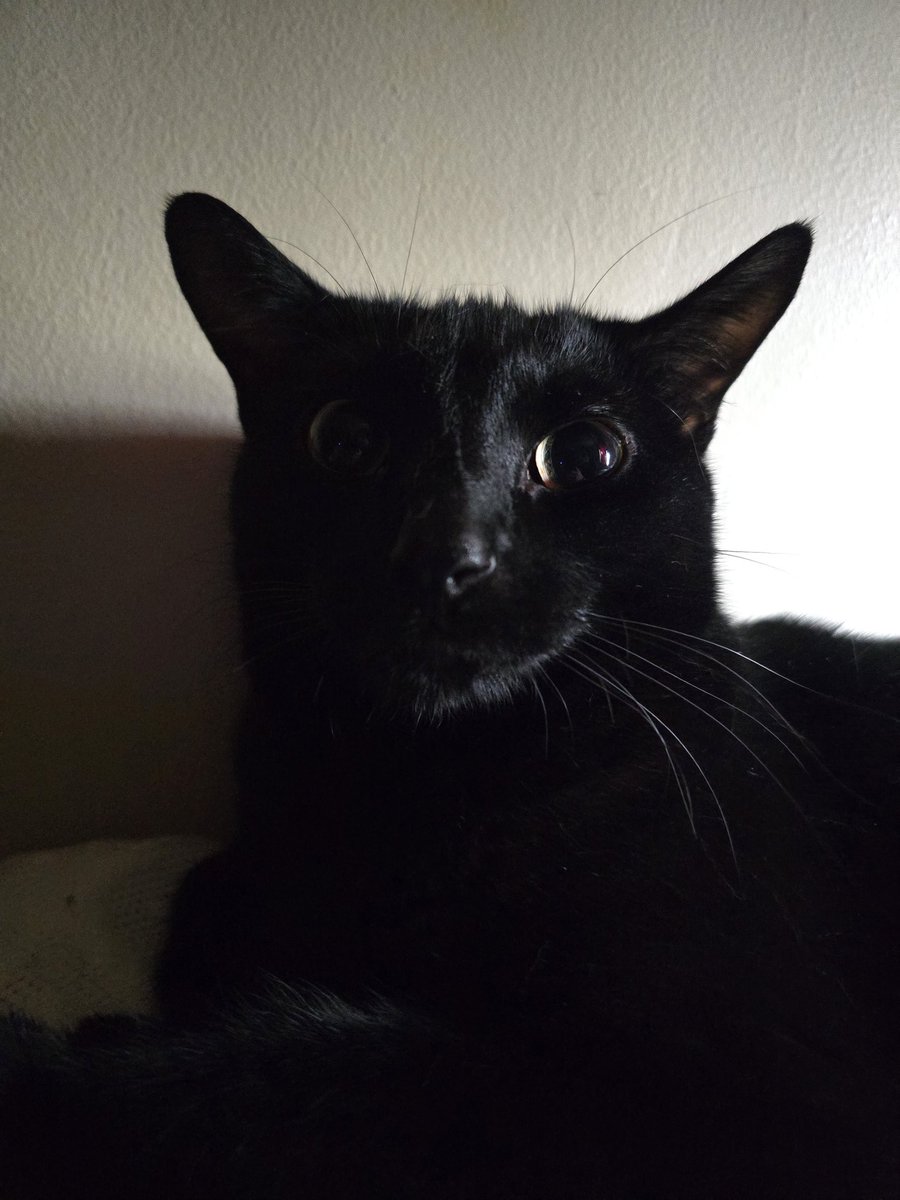 the guy who woke me up this morning by trying to lay on my head