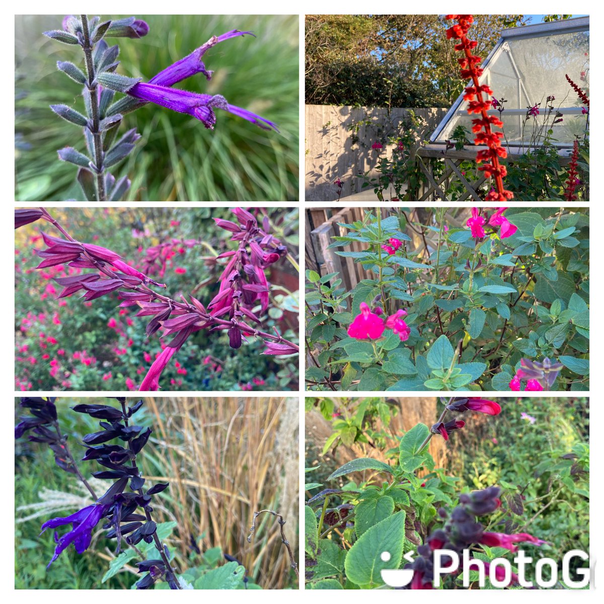 It’s going to be chillier tonight so I’ve spent the afternoon moving pots of succulents into the greenhouse. Had a wander around with my phone and decided to focus on salvias first #SixOnSaturday