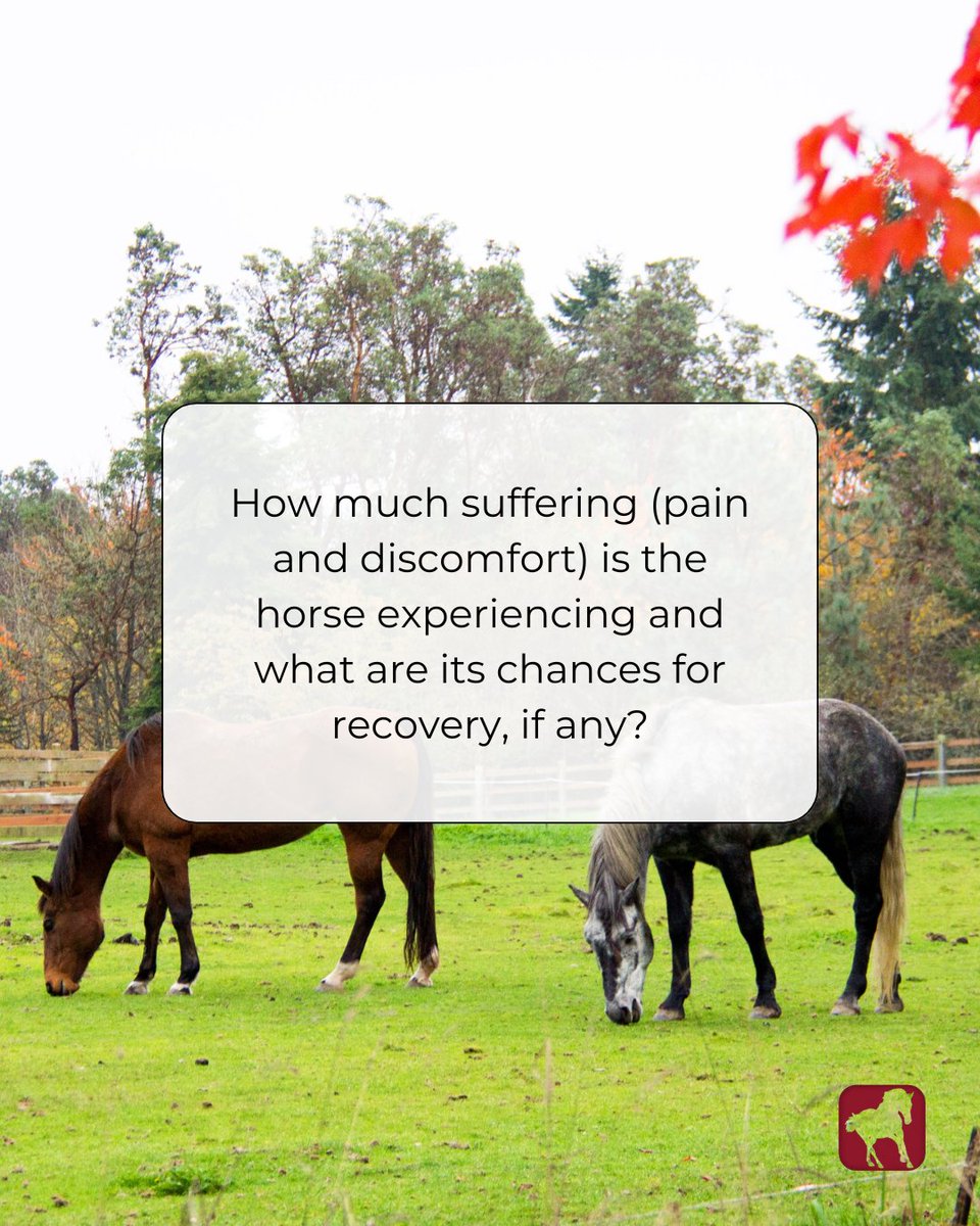 HORSEJournals.com tweet media