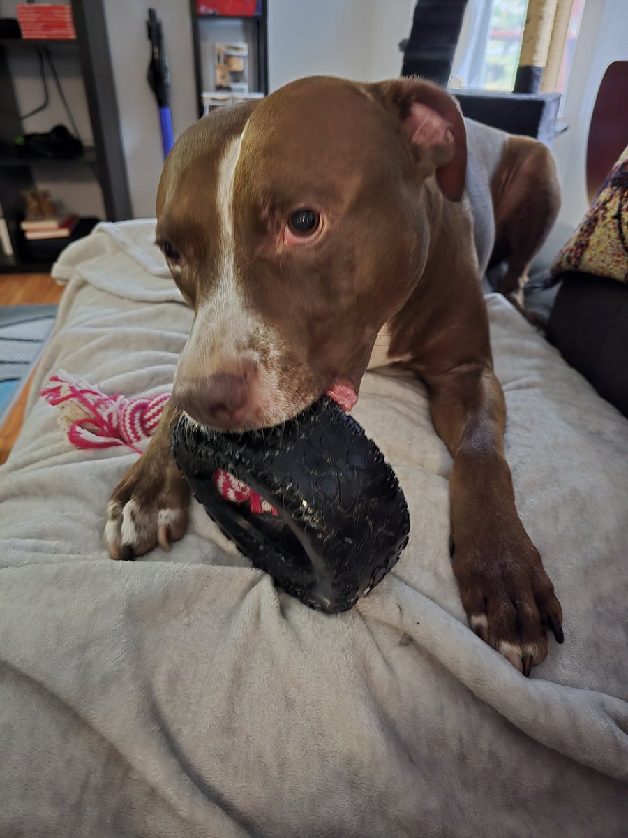 Sebastian Wolfe tweet media