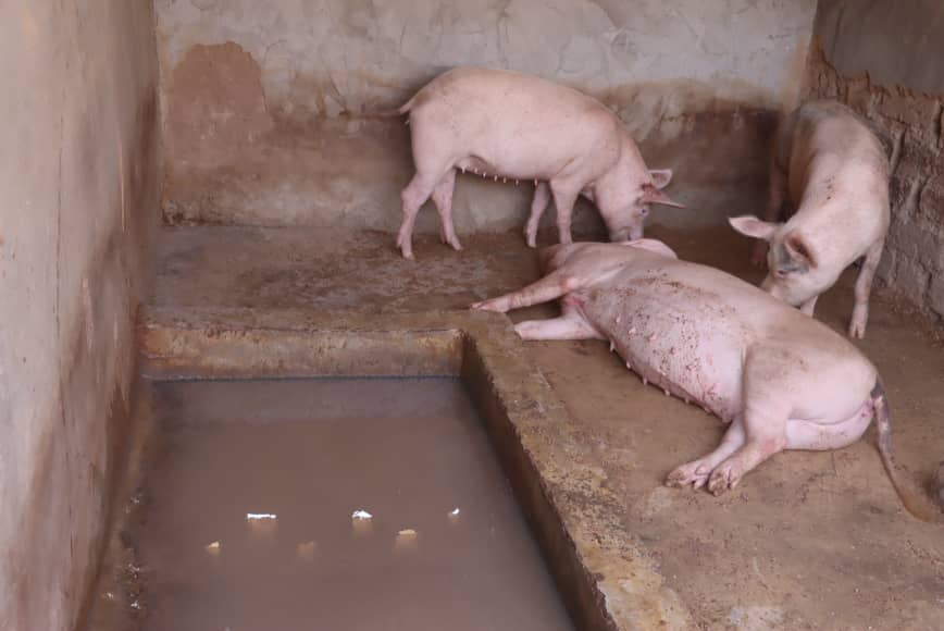 OngAsmade's tweet photo. Les 23-24 octobre 2025, l’ONG ASMADE a organisé des visites d’échange sur les Champs Écoles Paysans à Koudougou et Réo pour promouvoir l’#Agroécologie et l’adoption de pratiques durables.
#WHH #Naturedev #UnionEuropéenne https://t.co/QLTRe7wx47