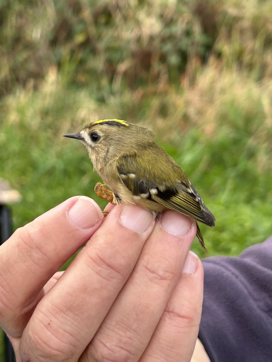 Dara Fitzpatrick tweet media