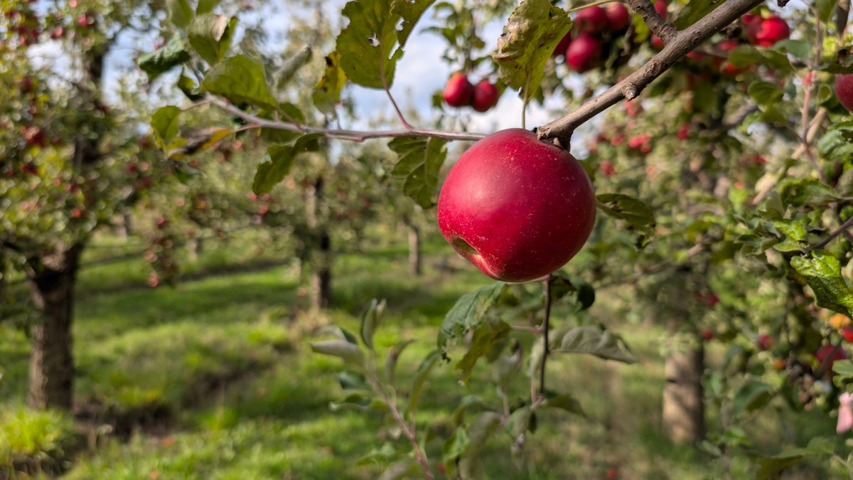 Со големо задоволство ви најавуваме дека нашите сочни и ароматични сертифицирани органски јаболкa се достапни за нарачка!

Одгледани со најголема грижа и во согласност со најстрогите органски стандарди, токму онака како што очекувате од нас.

За нарачки ве очекуваме во порака 🍎