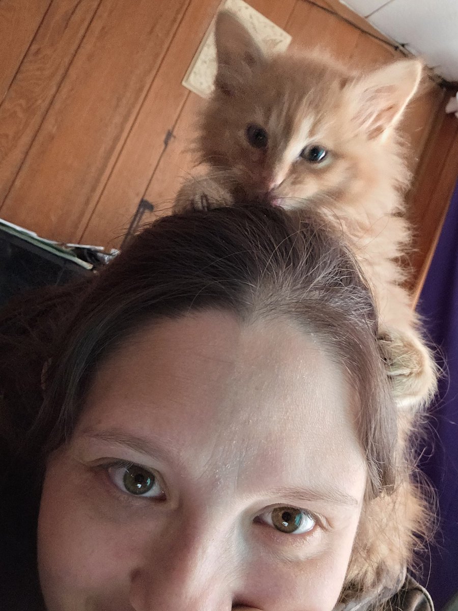 aylazlegacy's tweet photo. This is definitely the best way to get some computer work done!
Yes he was eating my head.
Check it out!  
https://t.co/bntf5bvlNn

#NativeAmerican #kitten #nativeartwork #SmallBusiness #nativestrong #catcoworker #adorable #homedecor #nativemade #NativeWomen #Caturday https://t.co/XX2SYSnGUM