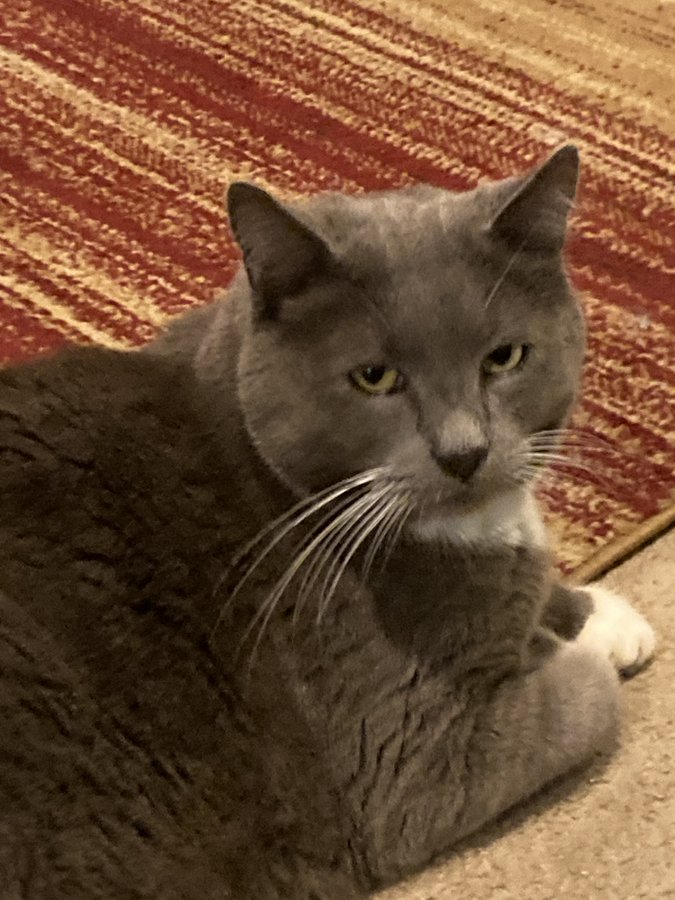 kevindcarlson's tweet photo. @AuraWithCat Yeah. My cat will sit in judgement of me before I've even had my first cup of coffee https://t.co/qautosQqrb