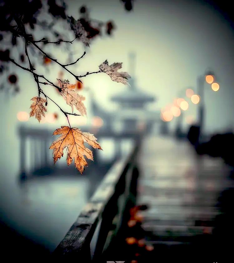 🦋 Nilgün 🦋 (@tnilgunnn) on Twitter photo 🖤💫🍁 🖤💫🍁
