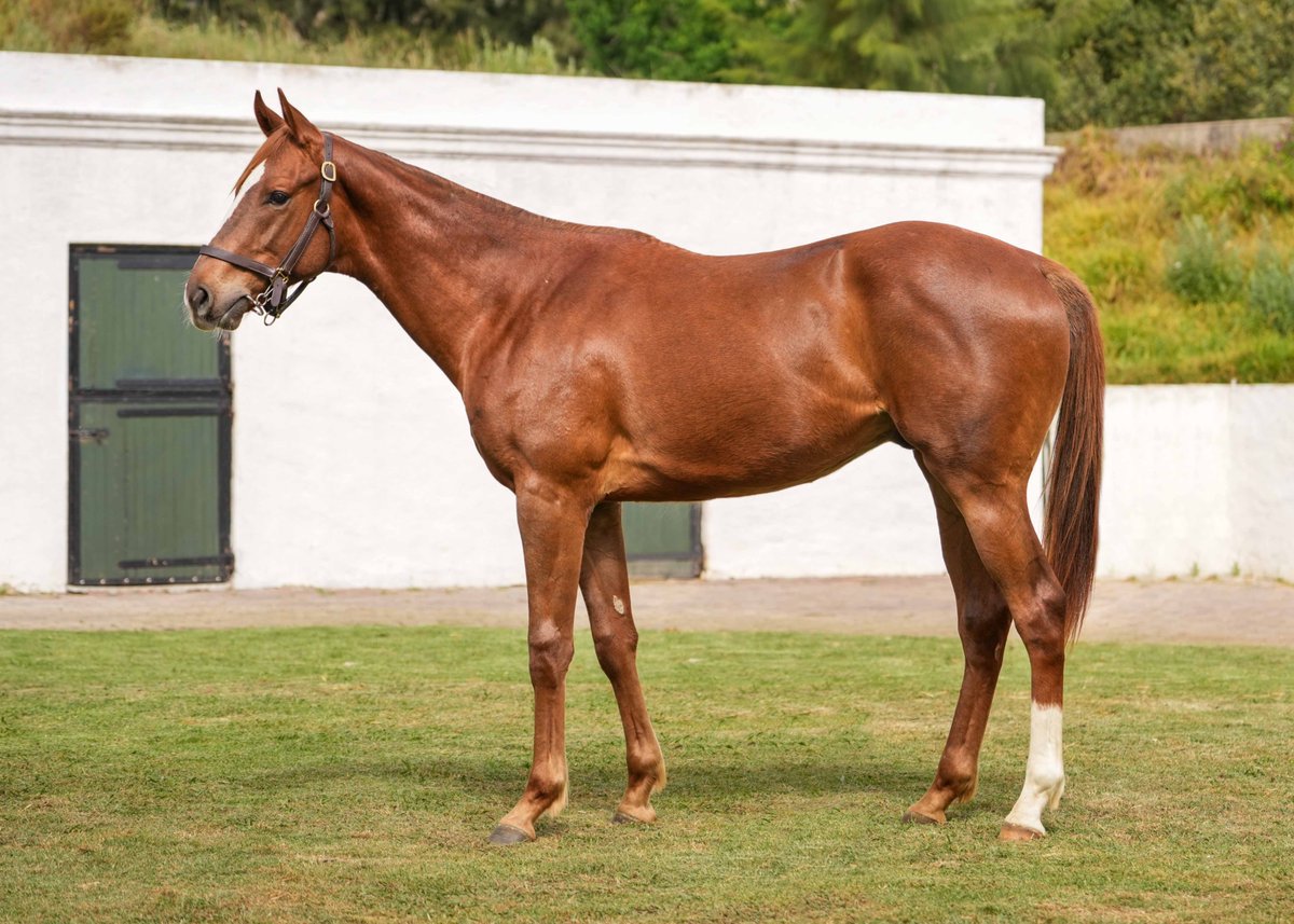 LOT 140 – UNNAMED – Chestnut Colt
Pathfork (USA) x Elusive Spirit (Caesour USA)
SOLD R425,000
Beaumont Stud

#TYS2025