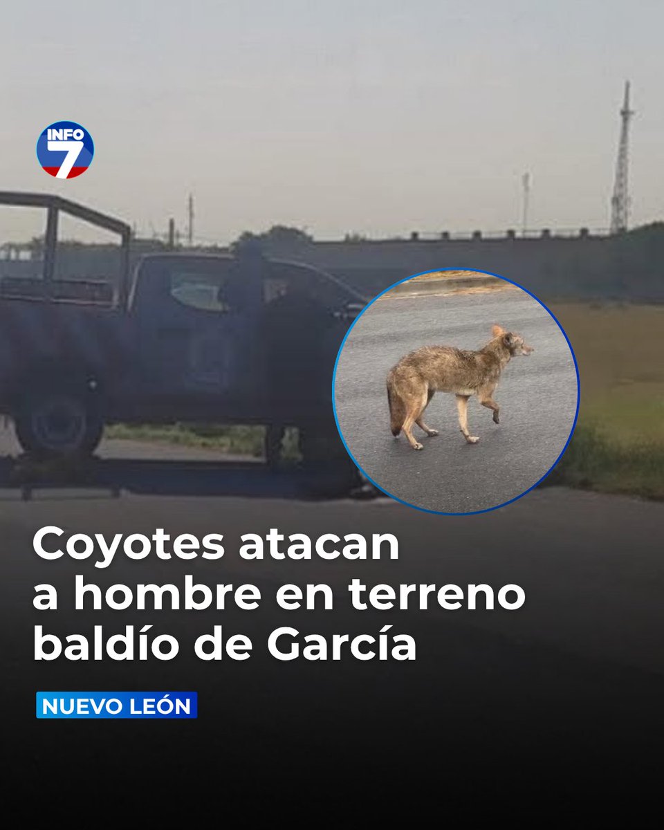🚨 Un hombre de 73 años sufrió graves heridas en la zona de las piernas luego de ser atacado por varios coyotes en una zona baldía de García. 

El hecho habría sucedido en la madrugada de este sábado y la víctima fue encontrada cerca del Aeródromo del municipio. 

Luego de