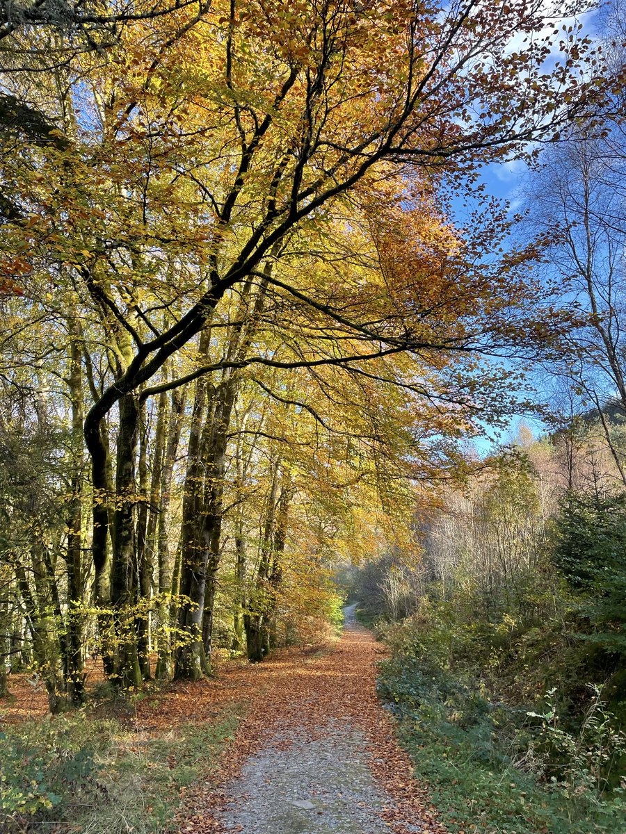 i_love_patterns's tweet image. today I walked 12.03 km while munching on malt loaves