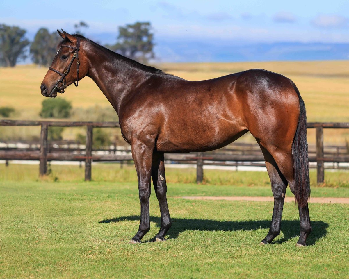 LOT 141 – UNNAMED - Bay Filly
Declarationofpeace (USA) x Epsom Downs (Tiger Ridge USA)
SOLD R360,000
Soetendal Estate (As Agent)

#TYS2025
