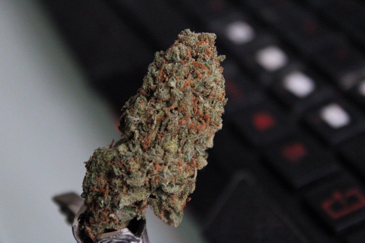 Iman Van Ruler (@imanruler) on Twitter photo 