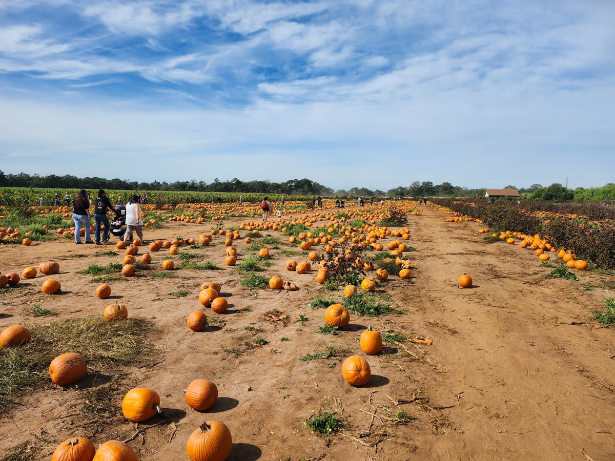 BonzaiEnt's tweet image. Oh man. It's time. 
Hit me with some #jackolantern photos so I know what I'm up against. 
That and some pumpkin seed recipies. #HappyHalloween 

Here's a trick or treat for you
manapool.com/promo/bonzai?r…
#haloween