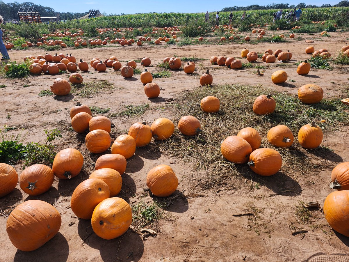 BonzaiEnt's tweet image. Oh man. It's time. 
Hit me with some #jackolantern photos so I know what I'm up against. 
That and some pumpkin seed recipies. #HappyHalloween 

Here's a trick or treat for you
manapool.com/promo/bonzai?r…
#haloween