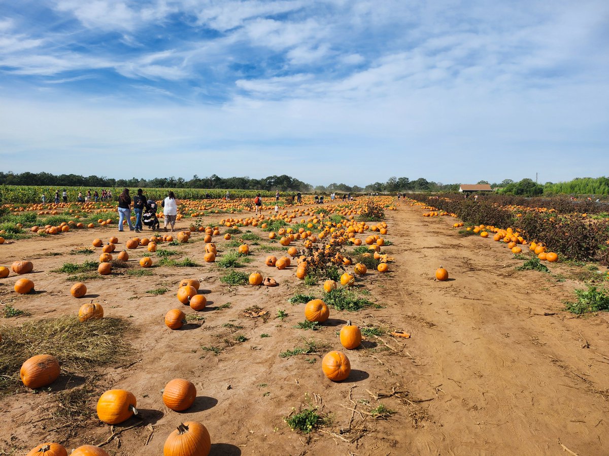 BonzaiEnt's tweet image. Oh man. It's time. 
Hit me with some #jackolantern photos so I know what I'm up against. 
That and some pumpkin seed recipies. #HappyHalloween 

Here's a trick or treat for you
manapool.com/promo/bonzai?r…
#haloween