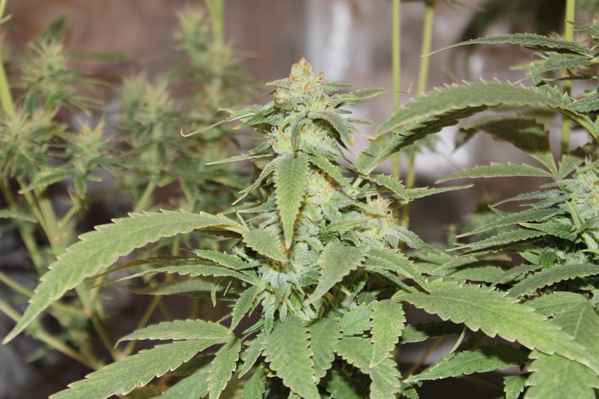 Iman Van Ruler (@imanruler) on Twitter photo 