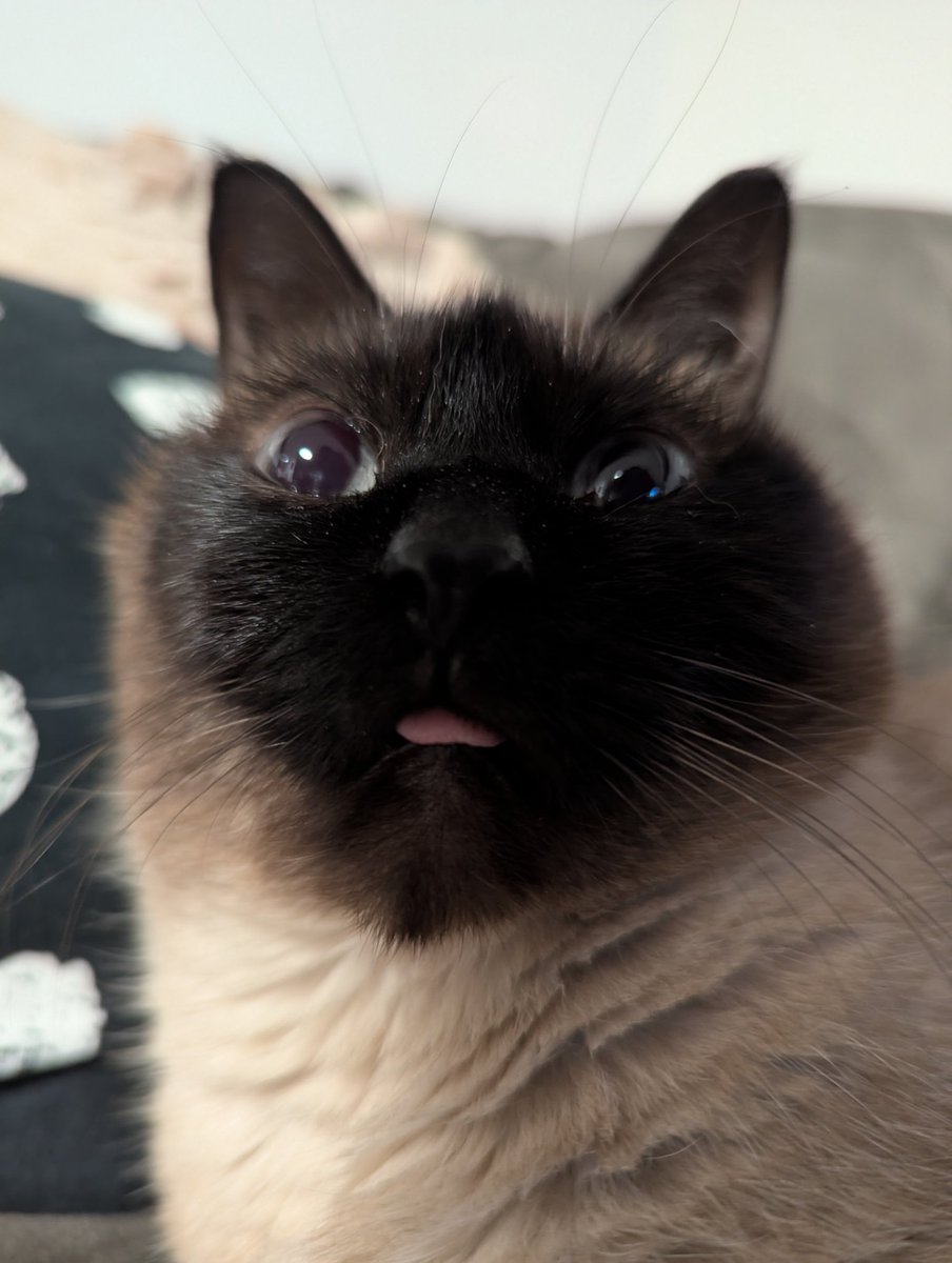 6dollarballoon's tweet image. is this even allowed