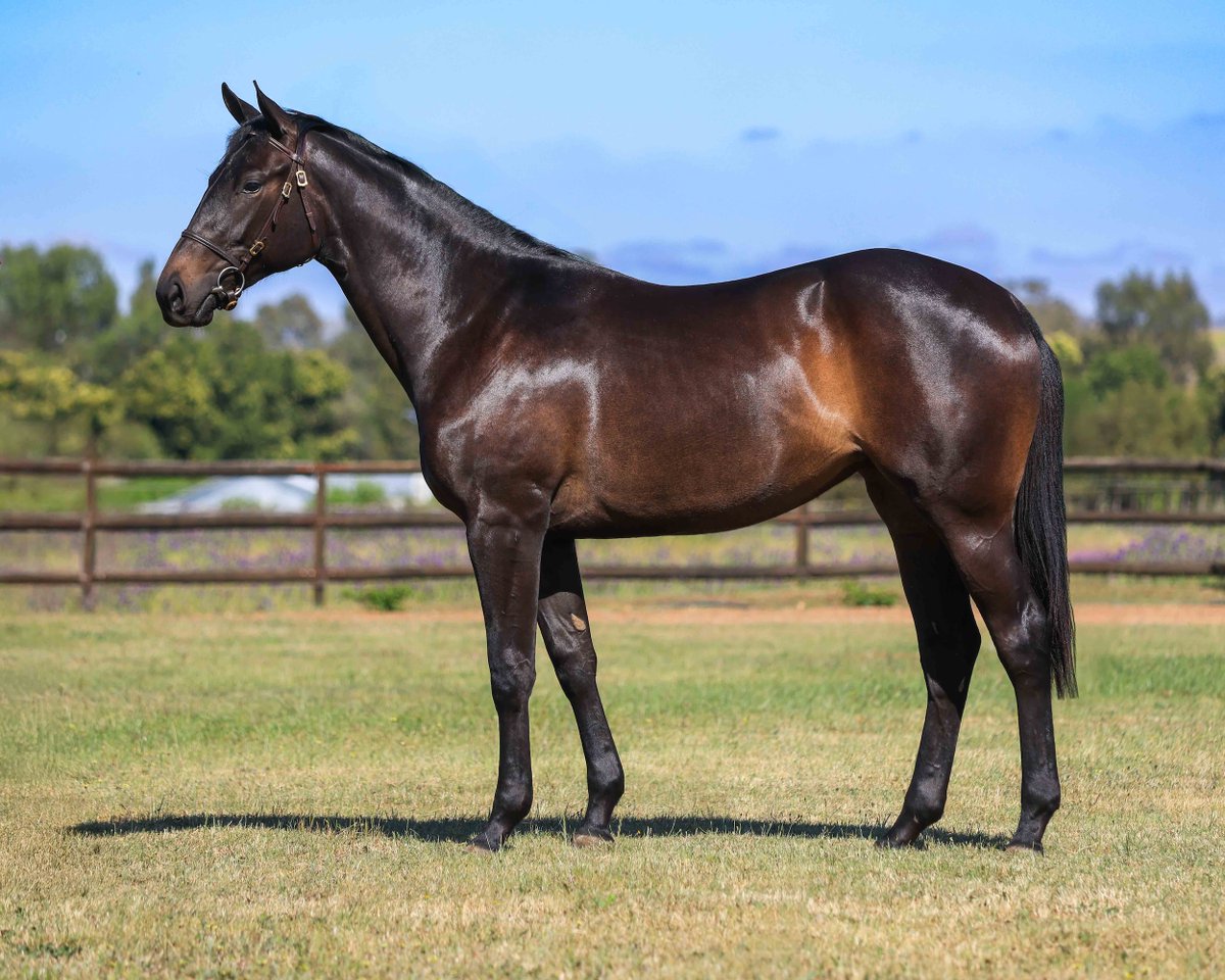 LOT 143 – ROYAL EMULATION - Bay Filly
Royal Mo (USA) x Eyona (Black Minnaloushe (USA)
SOLD R300,000
Soetendal Estate

#TYS2025