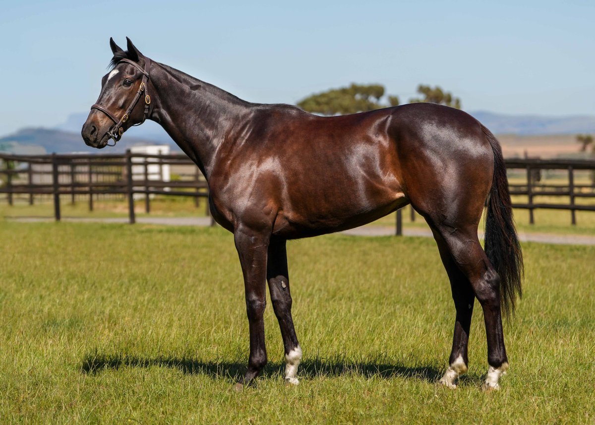 LOT 144 – UNNAMED - Bay Filly
Gimmethegreenlight (AUS) x Fairyinthewoods (Count Dubois GB)
SOLD R400,000
Paarl Diamant (As Agent)

#TYS2025