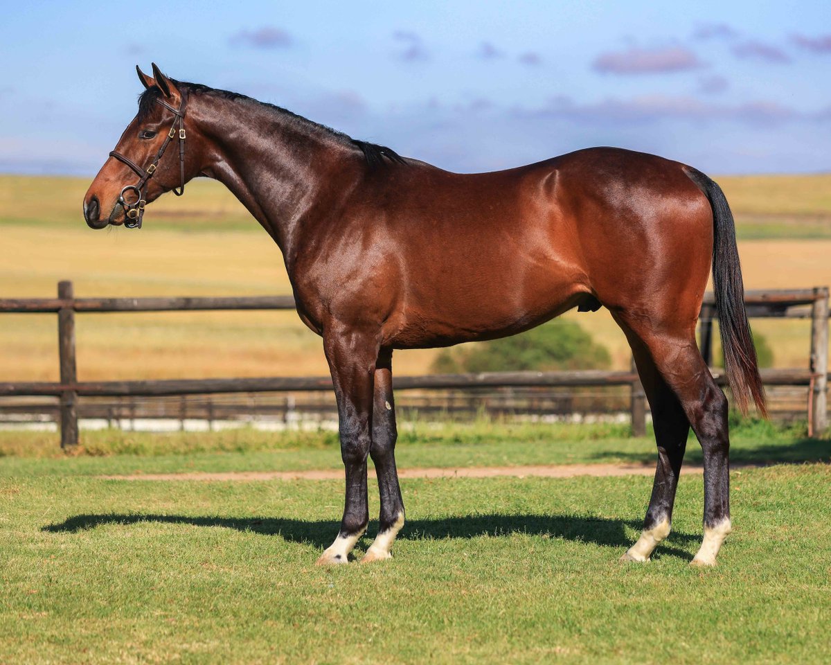 LOT 146 – UNNAMED - Bay Colt
Hawwaam x Fleeced (Querari GER)
SOLD R375,000
Soetendal Estate (As Agent)

#TYS2025