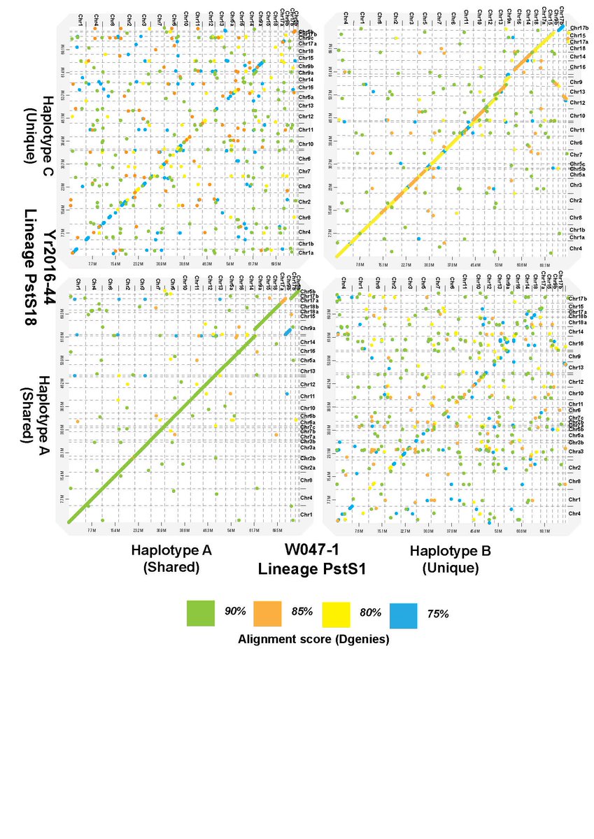 My intuition from my MSc stripe rust work &amp; what I hypothesized in 2018-here we proved I was right:
PstS18-the most predominant stripe rust lineage in North America-is a somatic hybrid of PstS1 (former most predominant lineage that was introduced from east Africa ~year 2000). 2/n
