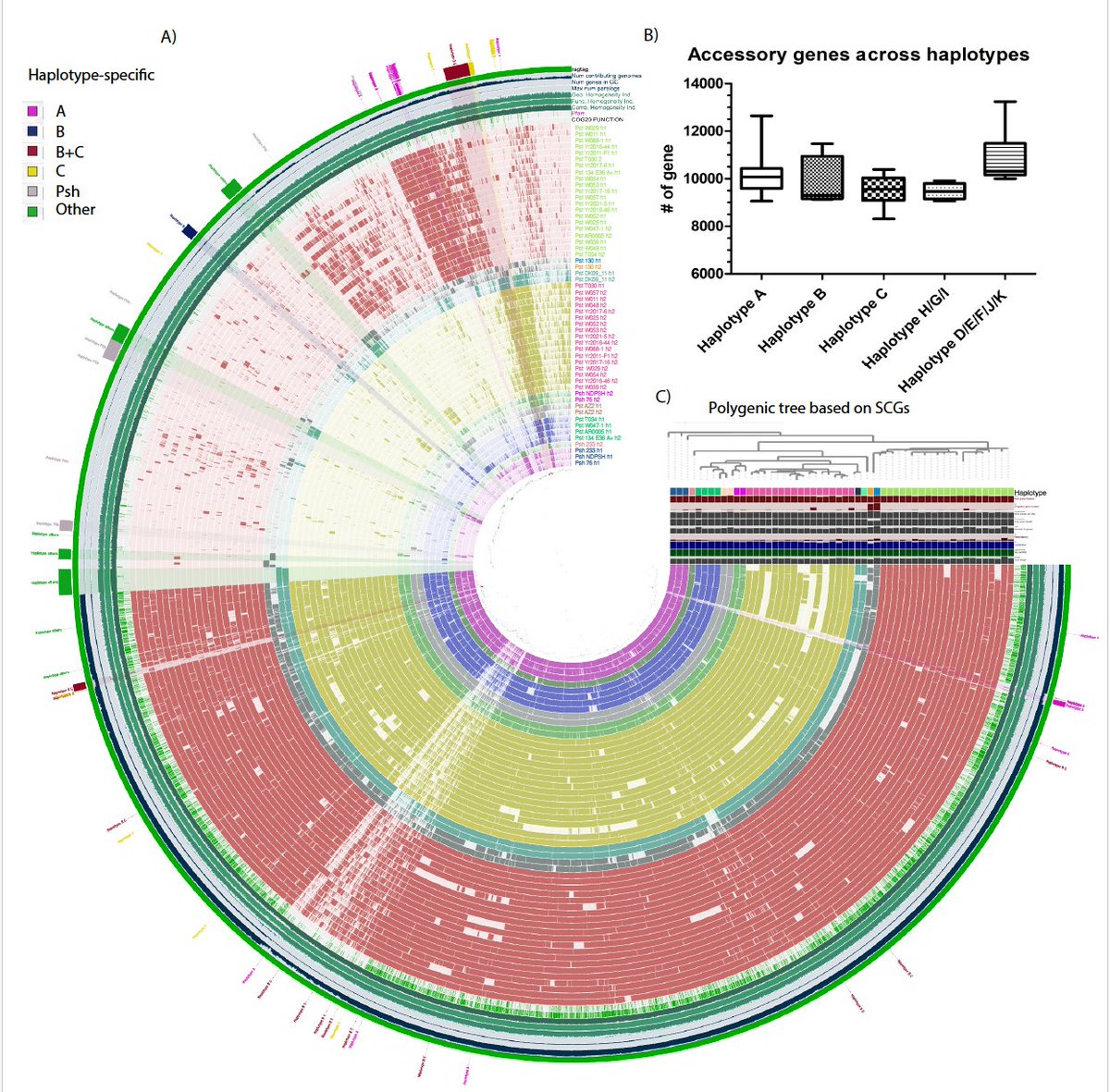 Presenting 1st ever haplophased genome of barley stripe rust (Psh)+evidence for likely somatic hybridization in Psh. Interestingly, Psh isn't much different from Pst &amp; difference is similar to what we find b/w diverse Pst lineages. We found genes that makes Psh, Psh &amp; not Pst.3/n