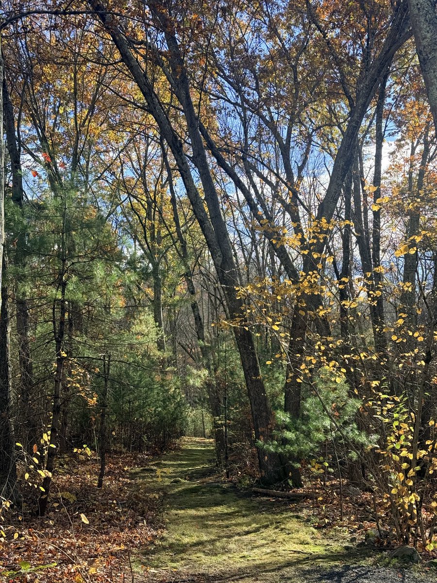 Look quick before it’s covered in leaves 🍂 🍁 🍃 again.  <a href="/BHLevesque/">Brian H Levesque</a> <a href="/jaygardner549/">Jason gardner</a> <a href="/Cottamsland1/">Thomas Cott</a> <a href="/collingb23/">Ben | Father of Four</a> <a href="/keithgoryl/">Keith Goryl</a> <a href="/Half0at/">kiel</a> <a href="/ericfisher/">Eric Fisher</a> <a href="/jreineron7/">Jeremy Reiner</a> <a href="/TreeHouseBrewCo/">Tree House Brewing Co.🍺</a> <a href="/TreehouseLdog/">Tree House L-Dog</a>