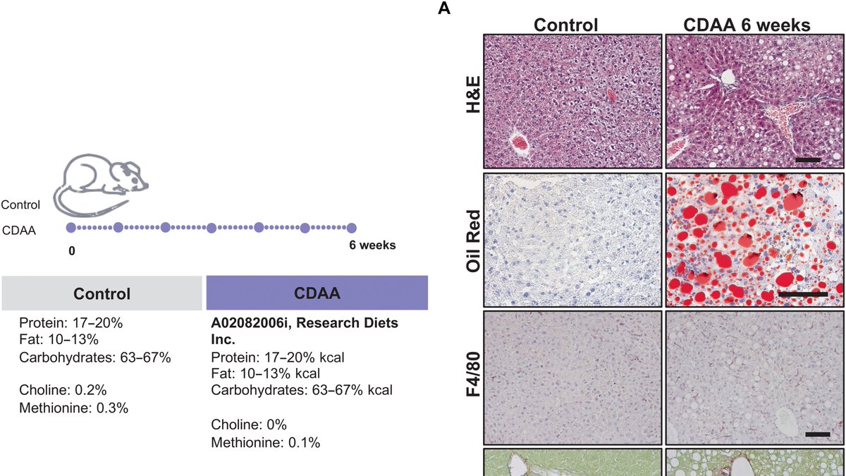 #MASLD alters brain function and behavior: Insights from liver-targeted siRNA therapy <a href="/ScienceAdvances/">Science Advances</a> science.org/doi/full/10.11…